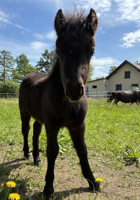 Shettlandpony