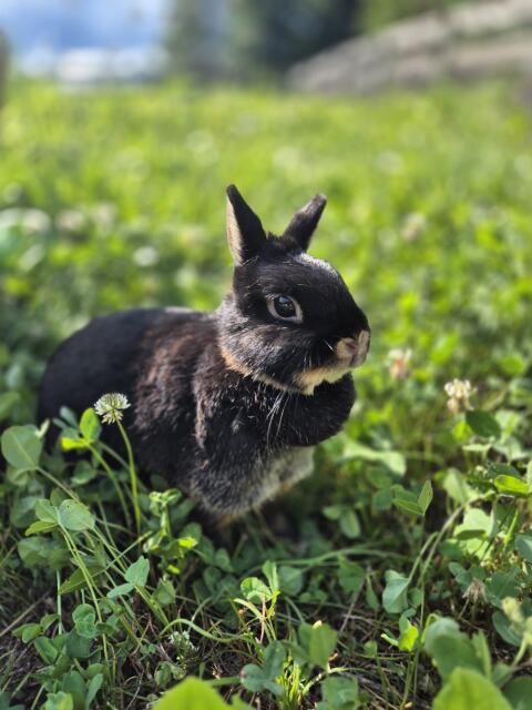 Zwergkaninchen