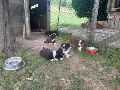 Border Collie x Entlebucher