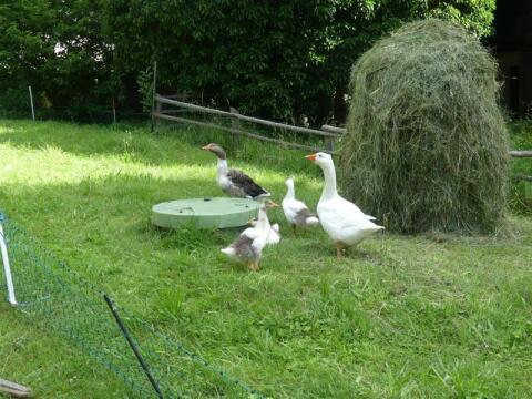 Österreichische Landgänse