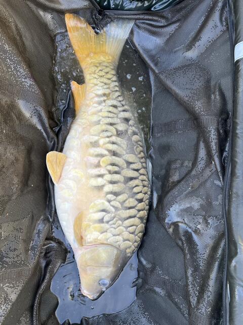 Suche Besatzfische Raum Südsteiermark