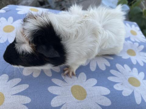 Meerschweinchen