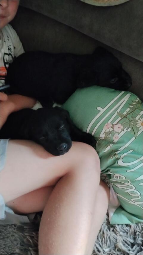 2 Labrador-Welpen, Mädels