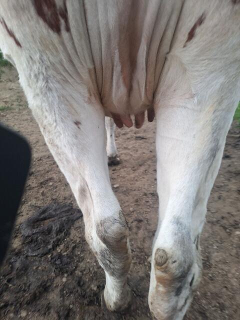 Red Holstein Kalbin