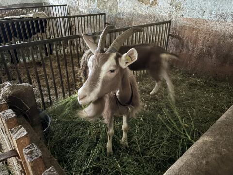 Toggenburger Herde