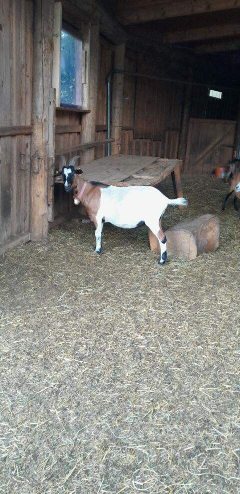 Ziege