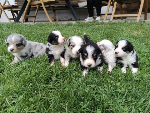 Australian Shepherd-Mischling