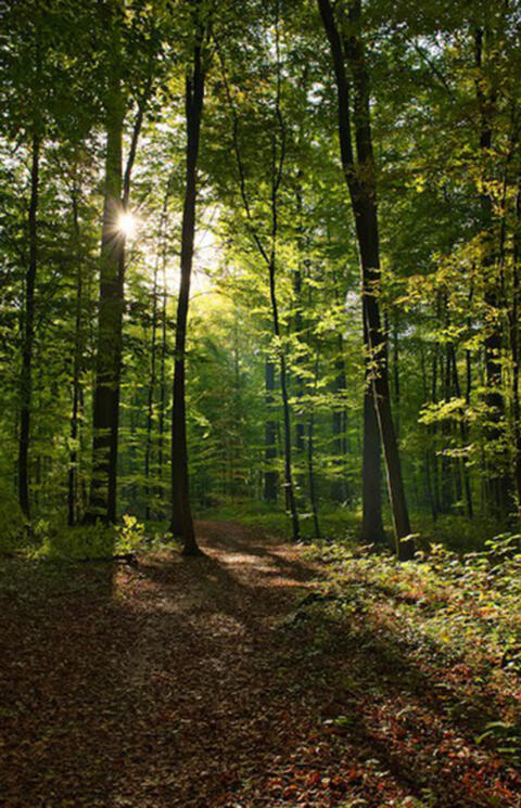 11.251 m² Wald im Haselgraben Richtung Altenberg