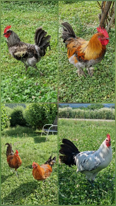 Junghähne Brakel, Silverudds, Ostfriesische Möwe, Olivleger