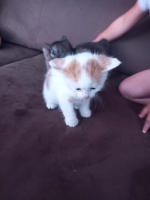Babykatzen