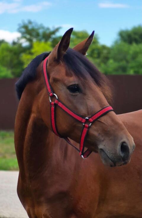 Sehr schöne D-Ponystute zu verkaufen