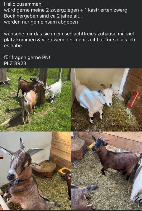 Zwergziegen zu verschenken