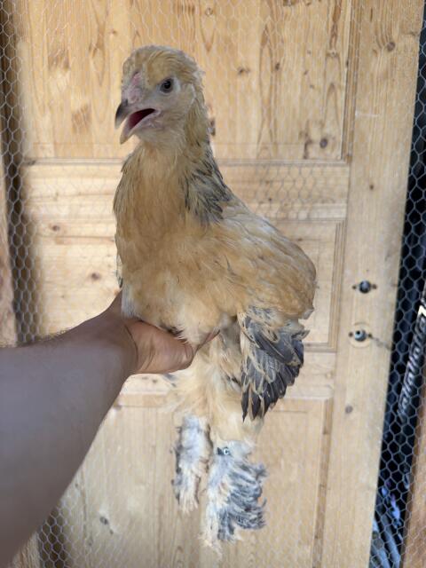 Brahma