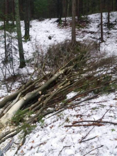 Brennholz zum Selbermachen