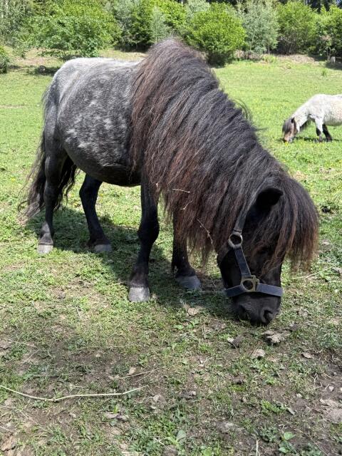 Ponystute