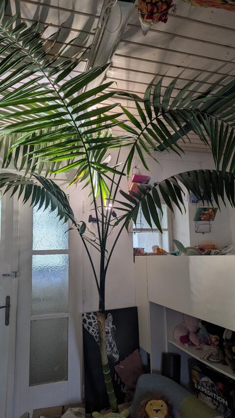 Große Palme