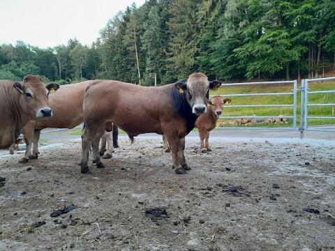 Reinrassiger Aubrac-Stier