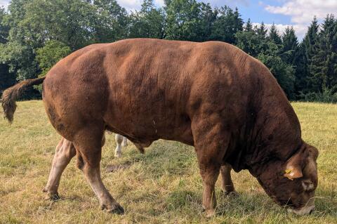 Verleihe Bio-Limousin-Zuchtstier „Toro“