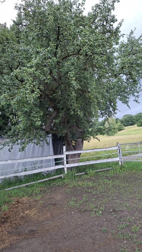 Birnenstamm