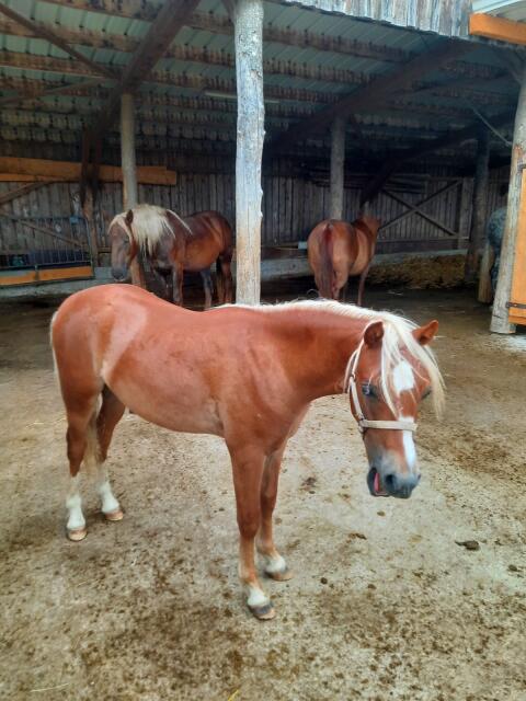 Welsh A Pony