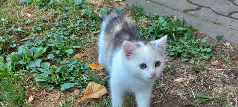 Babykatzen abzugeben
