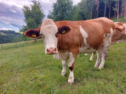 Fleckvieh-Biokalbin