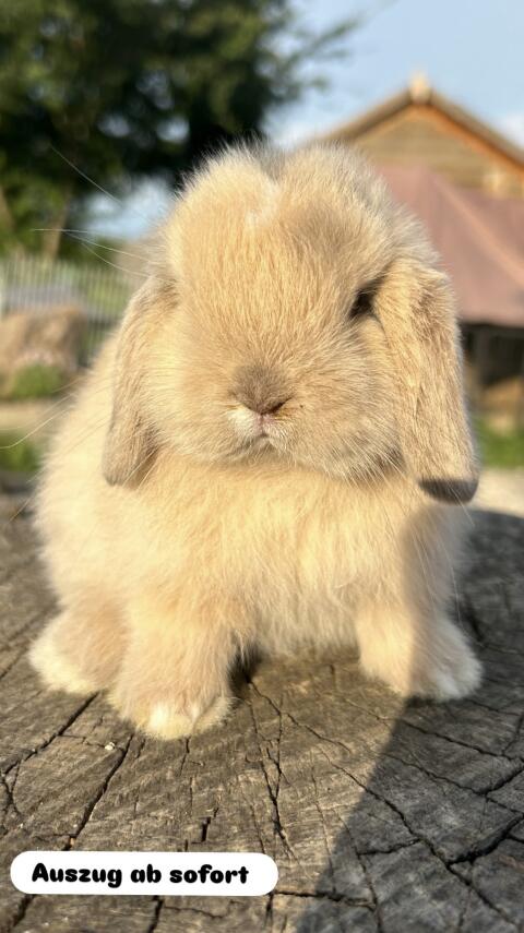 Miniwidder Mini Lop Minilop Zwergwidder Kaninchenbabys