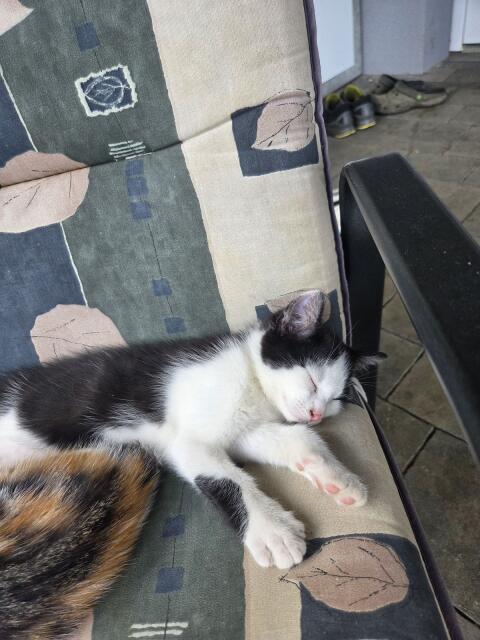 Katzenbabys