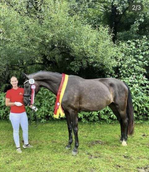 Tschirk’s Fair Lady, Österr. Warmblut-Stute