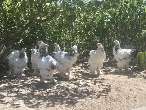 Brahma WSC