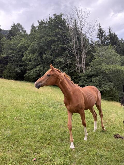 Warmblutstute, Jährlingsstute, Dressurstute
