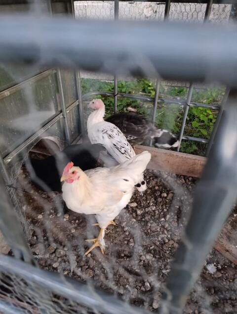 Hahn-Mischling (Sussex/Hybrid)