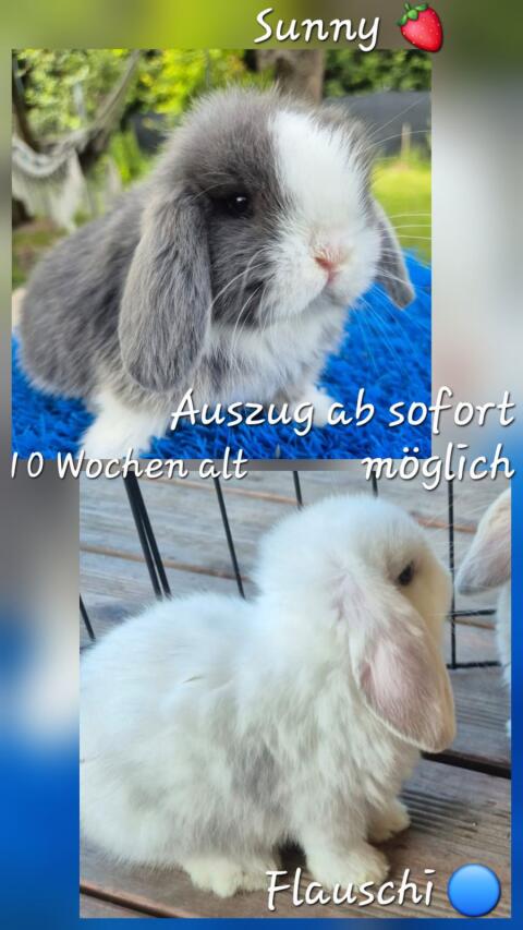 Schlappohr-Kaninchen-Nachwuchs