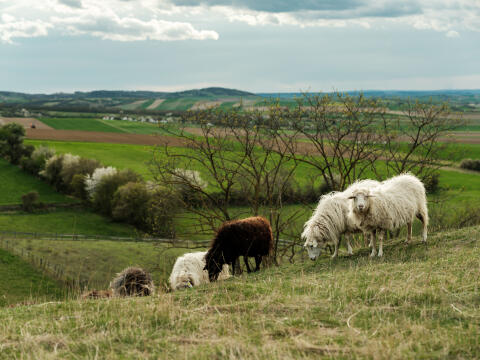 Bio Krainer Steinschaf-Lämmer