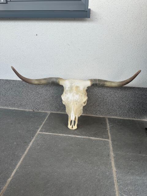 Schädel vom schottischen Hochlandrind