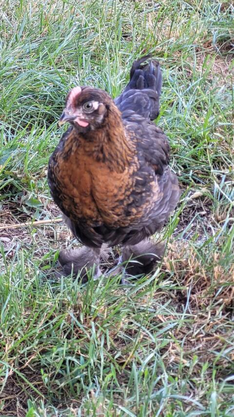Marans-Hähne Schwarz-Kupfer