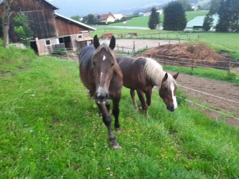 Dunkelfuchs-Stuten