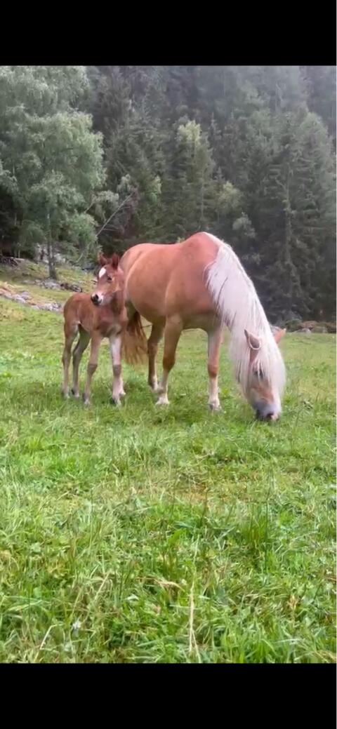 Haflinger x Araber Stutfohlen