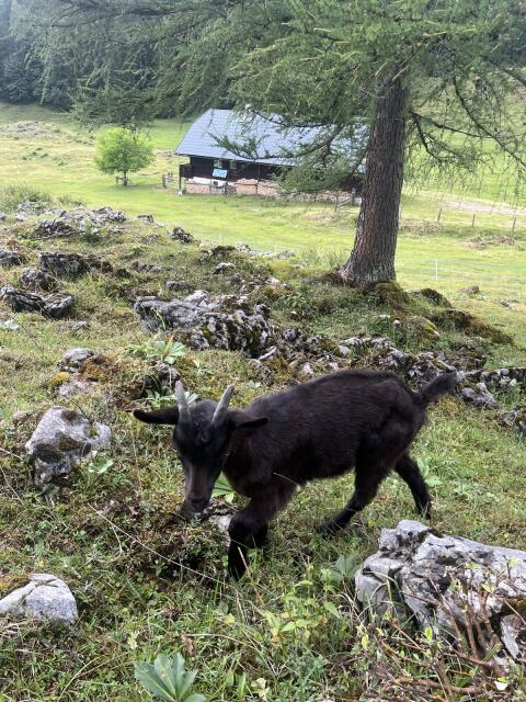 Aosta-Mischlingskitz