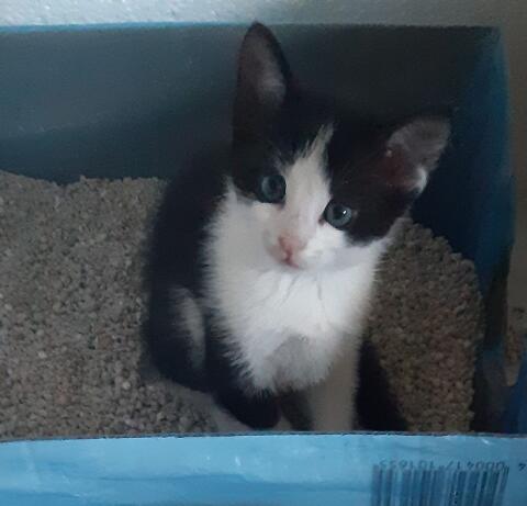 Bauernhof-Kitten
