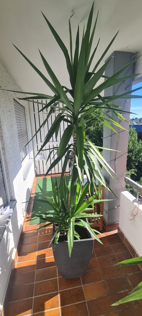 Yucca-Palme mit Topf
