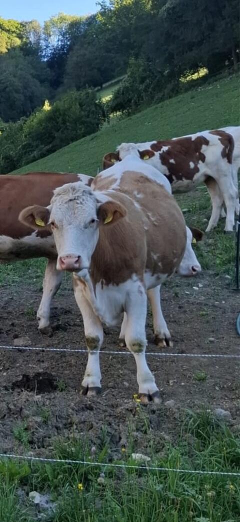 Bio ZZU Milchkuh