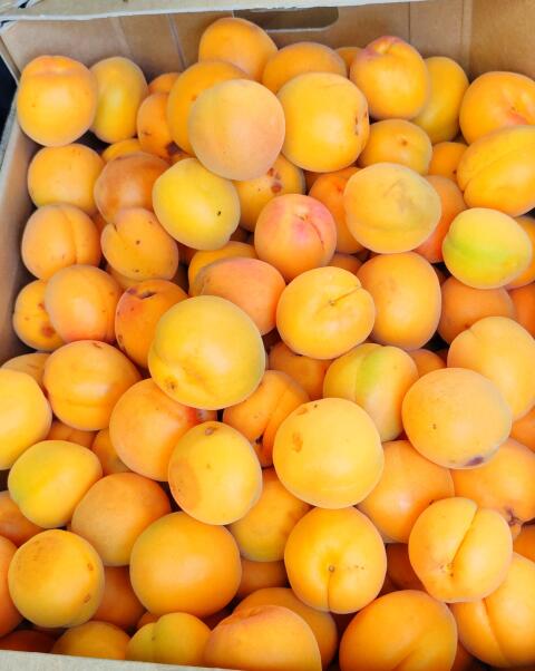 Marillenmaische