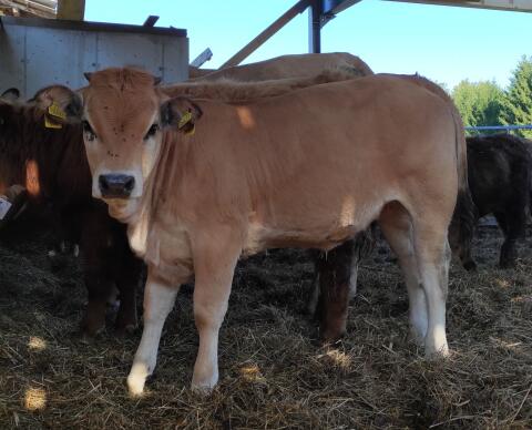 Aubrac Kalb W