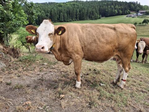 Bio-Milchkuh FV, trächtig, 2. Kalb