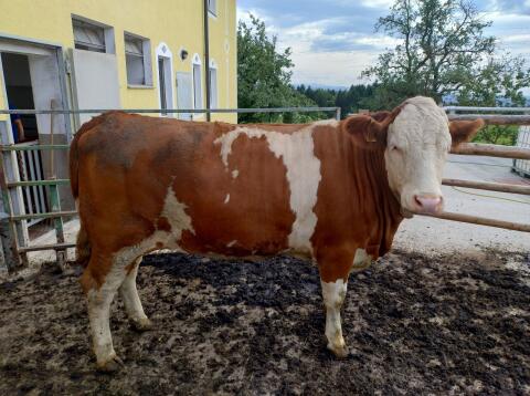Kalbin trächtig, geb. 10.08.2024