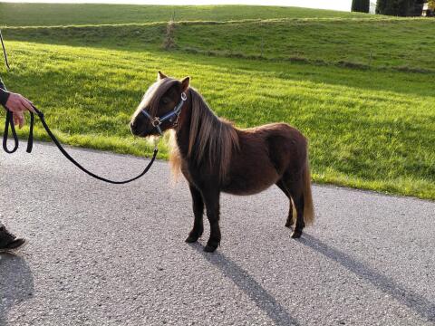 Minipony-Stute mit Papier
