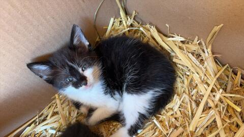 Babykatzen