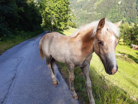 Haflinger Hengstfohlen