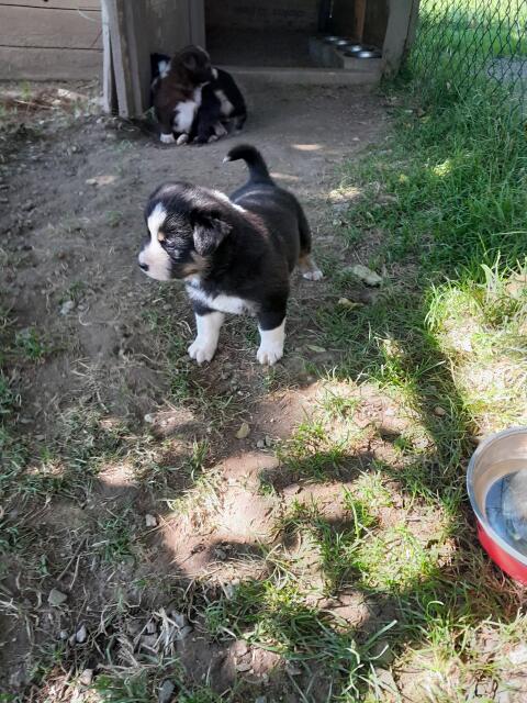 Border Collie x Entlebucher